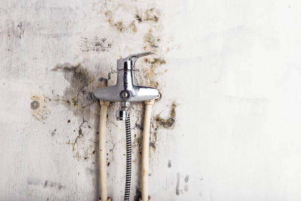 Best Mold Remediation Experts  in Coldstream, OH