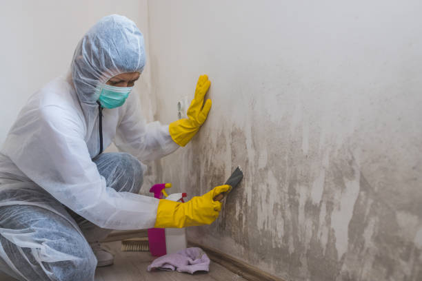 Best Affordable Mold Removal  in Coldstream, OH