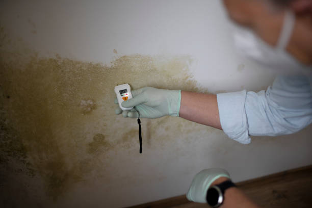 Crawl Space Mold Removal in Coldstream, OH