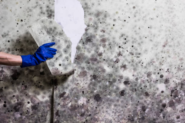 Mold Testing and Removal in Coldstream, OH